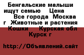 Бенгальские малыши ищут семью) › Цена ­ 5 500 - Все города, Москва г. Животные и растения » Кошки   . Курская обл.,Курск г.